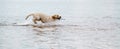 Dog swim stick Royalty Free Stock Photo