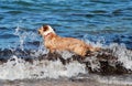 Dog swimming Royalty Free Stock Photo