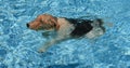 dog swimming Royalty Free Stock Photo