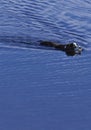 Dog Swimming