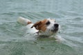 DOG SWIMMING. CUTE JACK RUSSELL PUPPY PLAYING ON WATER ENJOYING SUMMER Royalty Free Stock Photo