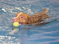 Dog is swimming and fetching the ball. Royalty Free Stock Photo