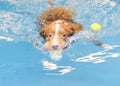 Dog is swimming and fetching the ball. Royalty Free Stock Photo