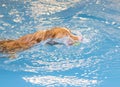 Dog is swimming and fetching the ball. Royalty Free Stock Photo