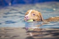 Dog is swimming and fetching the ball. Royalty Free Stock Photo