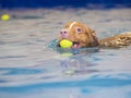 Dog is swimming and fetching the ball. Royalty Free Stock Photo