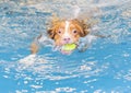 Dog is swimming and fetching the ball. Royalty Free Stock Photo