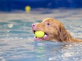 Dog is swimming and fetching the ball. Royalty Free Stock Photo