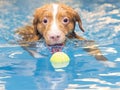 Dog is swimming and fetching the ball. Royalty Free Stock Photo