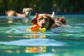 dog swimming with floating toys in sunlit pool Royalty Free Stock Photo