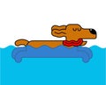 Dog swimming isolated. Home pet in water. Vector illustration
