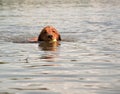 Dog swimming in lake with ball in mouth