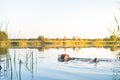 Dog swimming in the lake on a beautiful summer day. Royalty Free Stock Photo