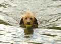 Dog swimming in lake Royalty Free Stock Photo