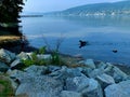 Dog swimming in the water at Rocky Point Park