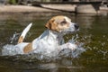 Dog swimming in the lake in summer