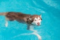 dog swimming in pool Royalty Free Stock Photo