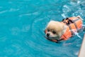 dog swimming in pool Royalty Free Stock Photo