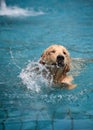 Dog swimming in pool Royalty Free Stock Photo