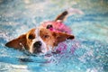 Dog swimming at the pool Royalty Free Stock Photo