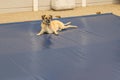 Dog on swimming pool safety cover Royalty Free Stock Photo