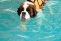 The dog swimming in pool.Dog swimming pool in summer day.