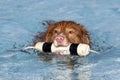 Dog in the swimming pool with a toy Royalty Free Stock Photo