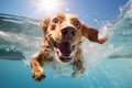 Dog swimming pool vacation. Generate Ai Royalty Free Stock Photo