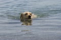 Dog swimming in river Royalty Free Stock Photo