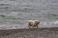 Labrador and sea Royalty Free Stock Photo