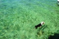 Dog Swimming in The Sea