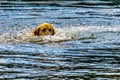 Dog swimming in Stake Lake near Kamloops British Columbia, Canada Royalty Free Stock Photo