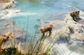 Dog swimming in Thermal springs Saturnia