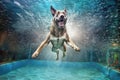 Dog swimming underwater in the pool Royalty Free Stock Photo