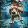 A dog swimming underwater in a pool, non-standard angle Royalty Free Stock Photo