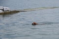 dog is swimming in the water with a stick in his mouth, carrying it to its owner Royalty Free Stock Photo