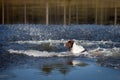 Dog swimming in the water