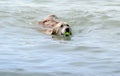 Dog swimming in the water to get his ball Royalty Free Stock Photo