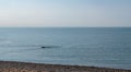 Dog swimming in Woodbine Beach Toronto Ontario Royalty Free Stock Photo