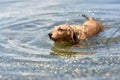 The dog swims along the lake shore. Dog breed wire-haired Dachshund Royalty Free Stock Photo