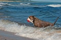 A dog swims with her toy in a wavy sea