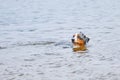 Dog swims and plays in the water Royalty Free Stock Photo