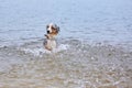 Dog swims and plays in the water Royalty Free Stock Photo