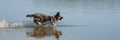 A dog swims in the river, a German shepherd swims in the lake, a dog on the beach on a clear warm day Royalty Free Stock Photo
