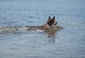 A dog swims in the river, a German shepherd swims in the lake, a dog on the beach on a clear warm day Royalty Free Stock Photo