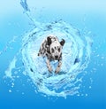 Dog swims and runs from waves -- collage Royalty Free Stock Photo