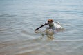 The dog swims with a stick in its mouth. Jack Russell Terrer executes the apport command. Royalty Free Stock Photo
