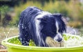 Dog swims in the swiming pool Royalty Free Stock Photo