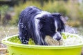 Dog swims in the swiming pool Royalty Free Stock Photo