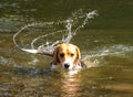 Beagle dog swishing a wet tail in a river. Beads of water frozen in the air. Royalty Free Stock Photo